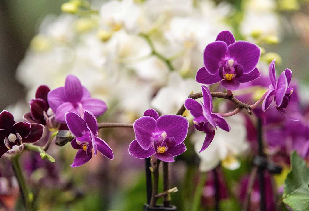 Purple Lilacs