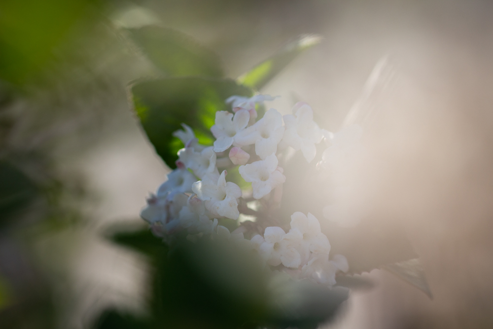 White Flower Wisconsin Garden and Landscape Expo