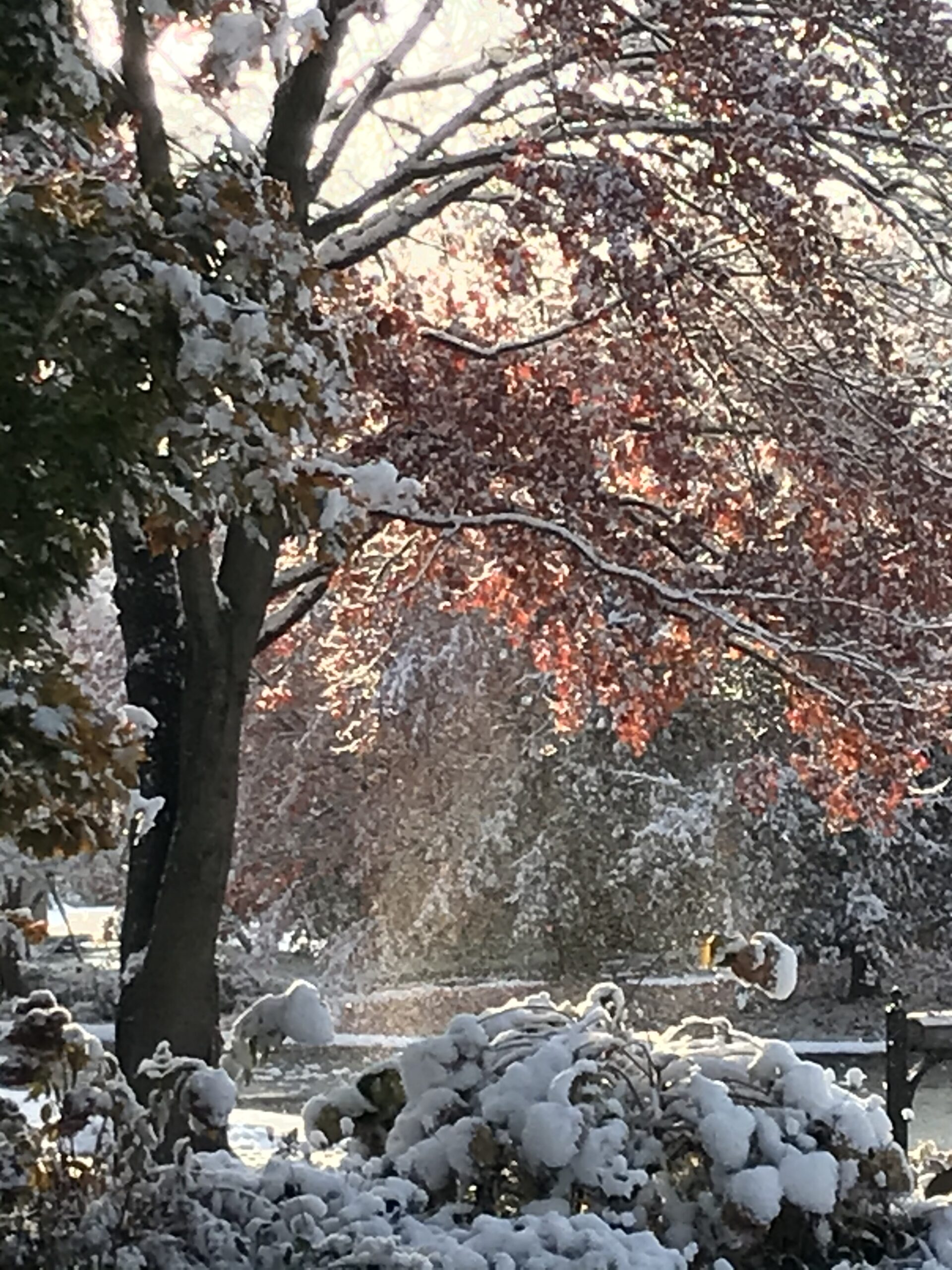 First snow - PBS Wisconsin Garden & Green Living Expo