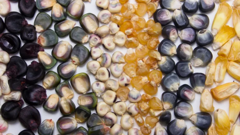 Image of Corn Silk Daughter