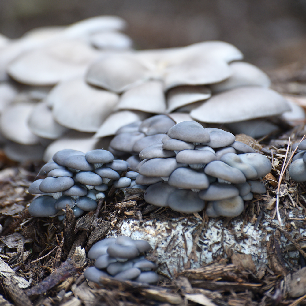 Field and Forest Products Wisconsin Garden and Landscape Expo