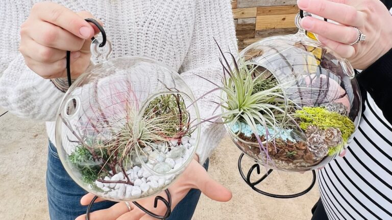 air plant terrarium