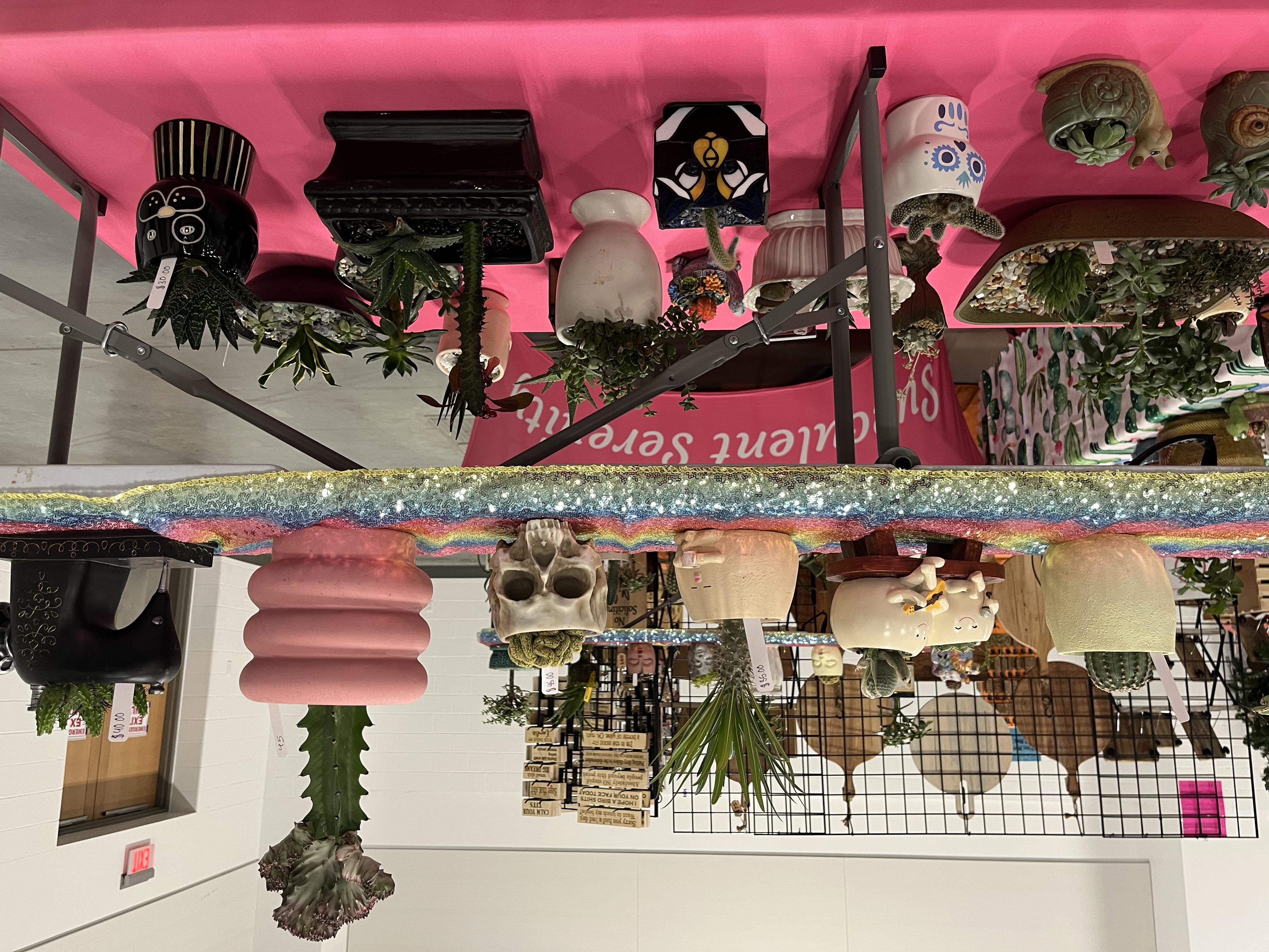 Succulent display