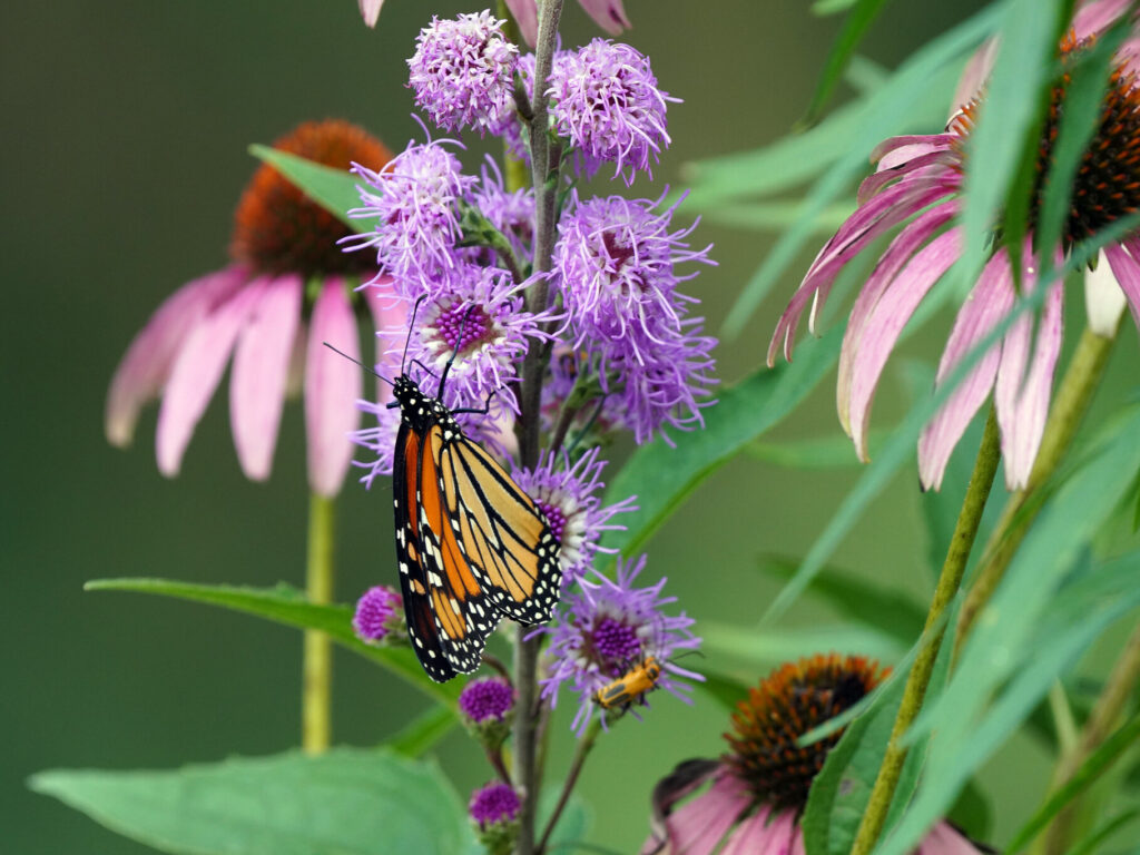 monarch on flower